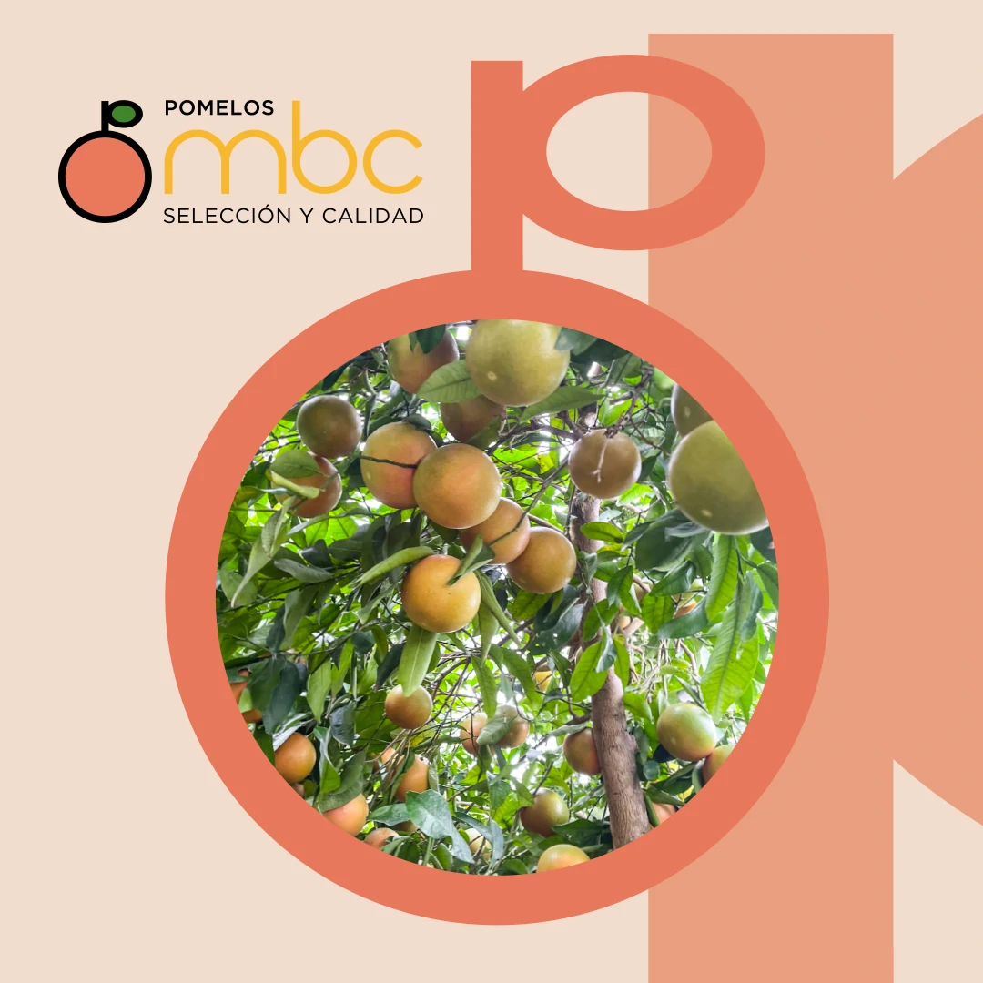 Noticia Pomelos MBC